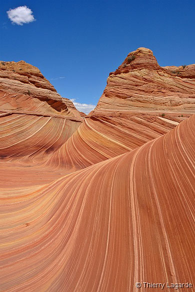 The wave