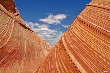 The wave