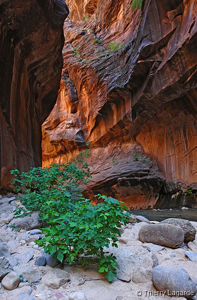 Virgin narrows