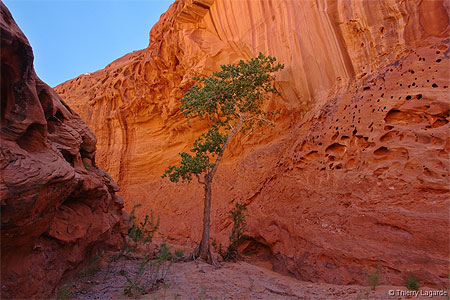 Lone tree