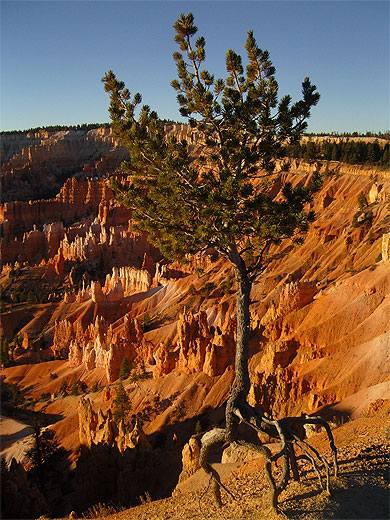 Lever du jour sur Bryce Canyon