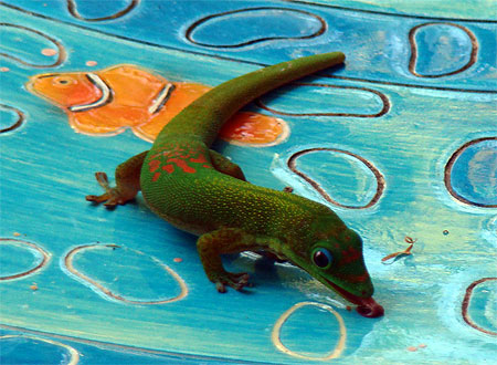 Gecko