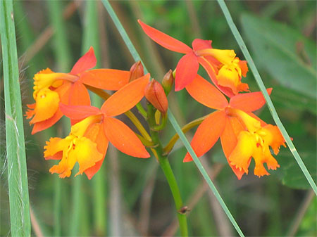 Fleurs sur les flancs du volcan Arenal