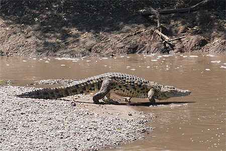 Croco