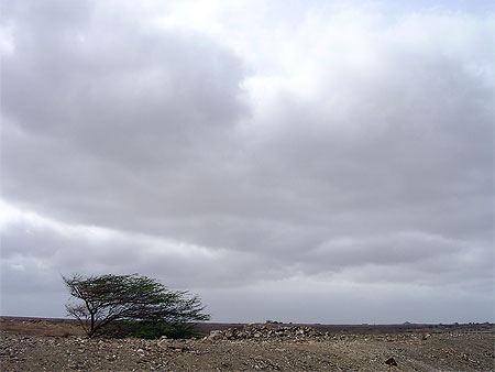 Arbre sous le vent