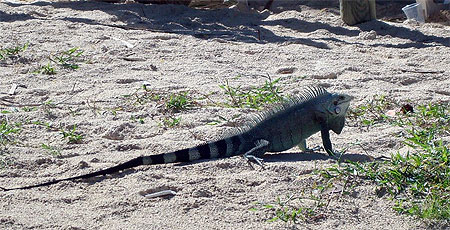 Iguane 