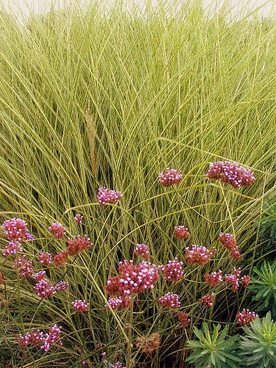 Fouillis floral