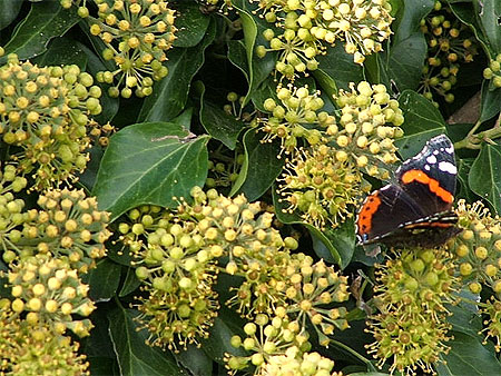 Papillon butinant
