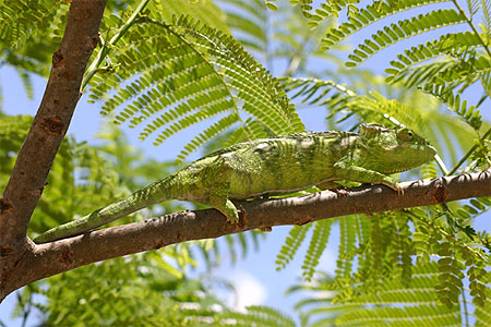 Cameleon