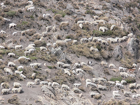 Troupeau de moutons dans la r�gion du Chimborazo