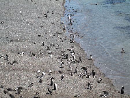Dr�le de plage (Punta Tombo)