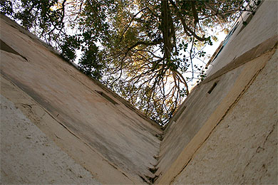 Arbre centenaire