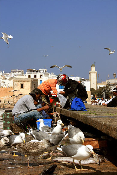 Retour de p�che, Essaouira
