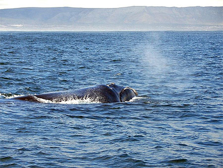Baleine