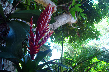 Alpinia