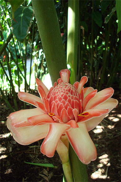 La rose de porcelaine