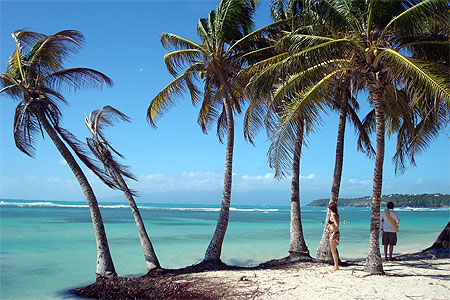 Merveille des Antilles