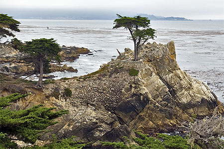Lone Tree