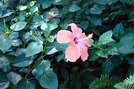 Hibiscus