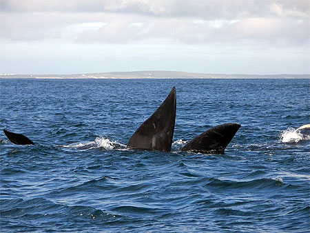 Baleine