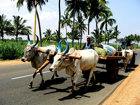 Vaches au travail