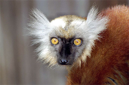 Madagascar, �vadez-vous...faites L�mur