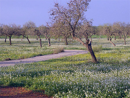 Printemps en automne