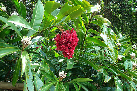 Fleurs exotiques