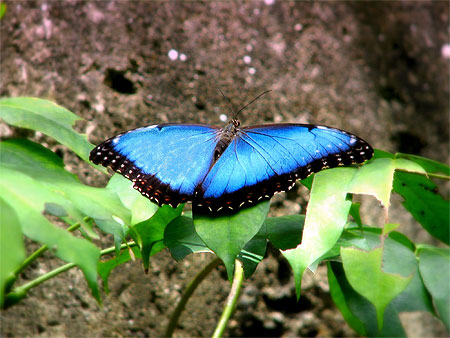 Papillon