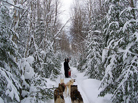 Traineau � chien