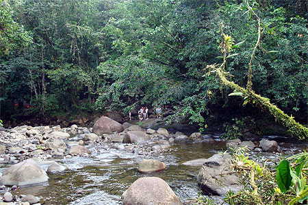 For�t tropicale � la cascade aux �crevisses