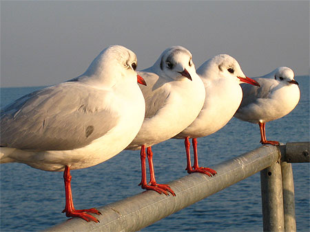 Mouettes