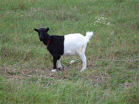 Biquette black and white