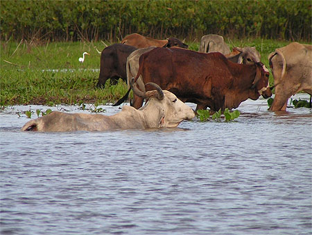Vaches dans les marais de Kaw