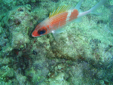 Poisson soldat