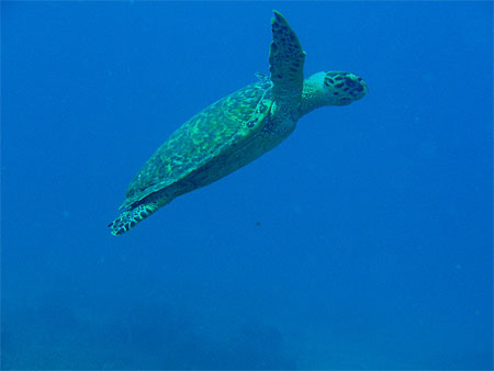 Tortue