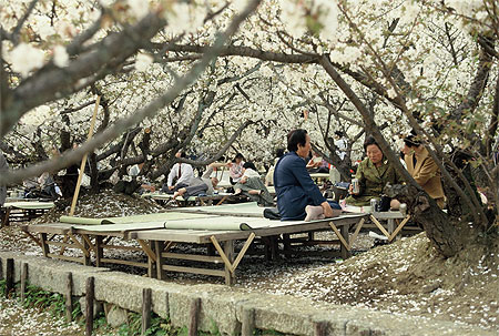 Sakura � Kyoto