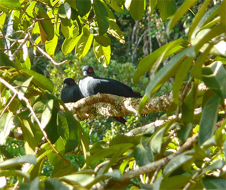 Couple d'oiseaux aux yeux rouges
