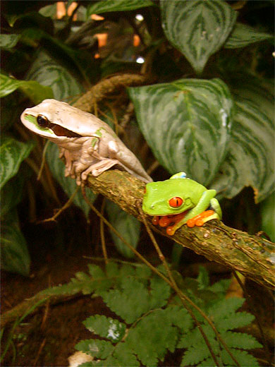 Frogs