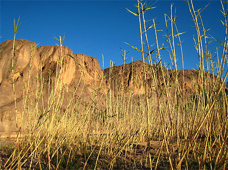 Oasis de fint