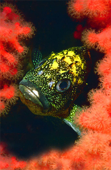 Chines fish