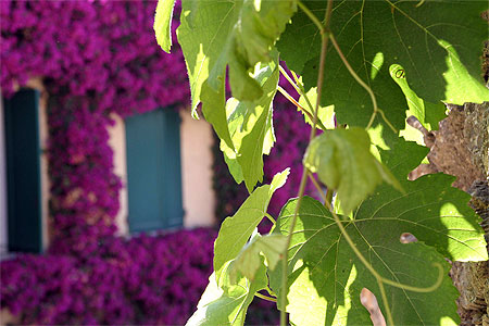 Couleurs de Provence