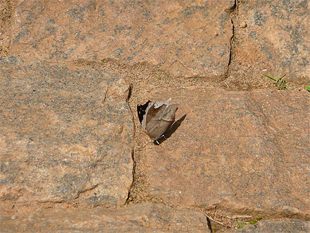 Papillon