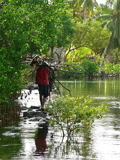 Promenade charg�e dans la mangrove