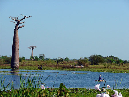 Vie paisible aux abords de l'all�e des baobabs