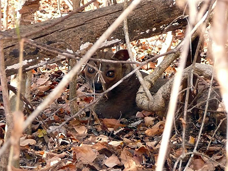Rencontre avec un fosa