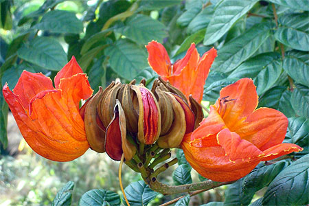 Fleur tropicale