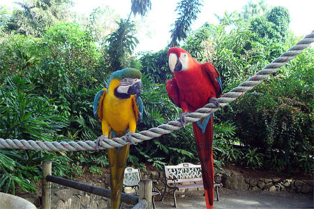 Perroquets du jardin botanique
