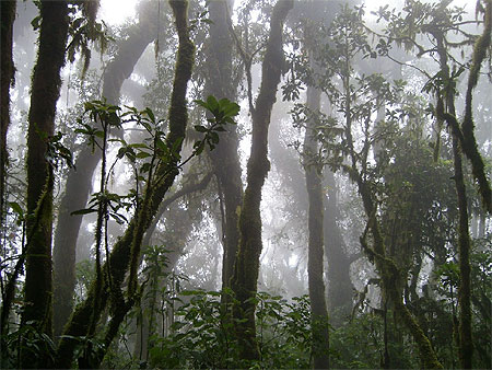 Sommet dans la brume
