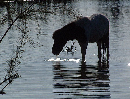 Cheval camarguais